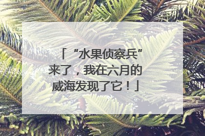 “水果侦察兵”来了，我在六月的威海发现了它！