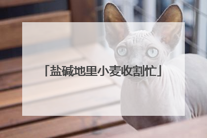 盐碱地里小麦收割忙
