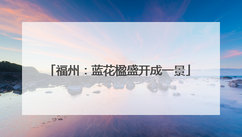 福州：蓝花楹盛开成一景