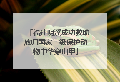 福建明溪成功救助放归国家一级保护动物中华穿山甲