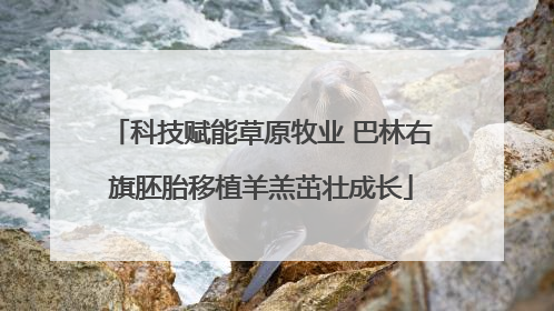 科技赋能草原牧业 巴林右旗胚胎移植羊羔茁壮成长