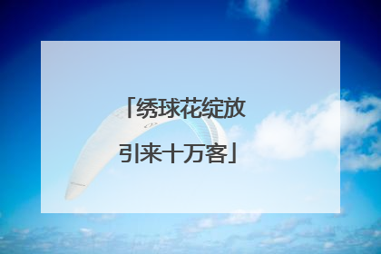 绣球花绽放 引来十万客