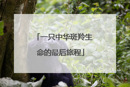一只中华斑羚生命的最后旅程
