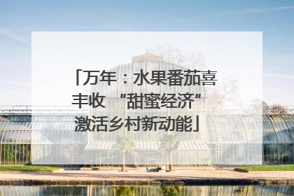 万年：水果番茄喜丰收 “甜蜜经济”激活乡村新动能