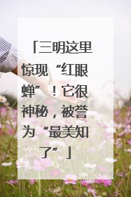 三明这里惊现“红眼蝉”！它很神秘，被誉为“最美知了”