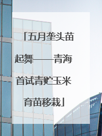 五月垄头苗起舞——青海首试青贮玉米育苗移栽