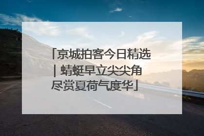 京城拍客今日精选｜蜻蜓早立尖尖角 尽赏夏荷气度华