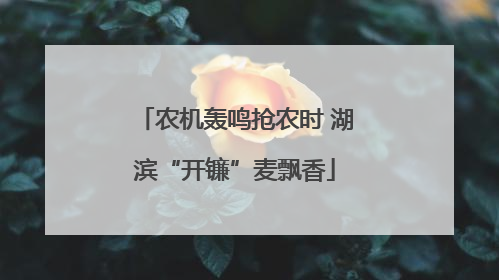 农机轰鸣抢农时 湖滨“开镰”麦飘香