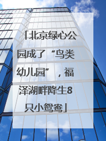 北京绿心公园成了“鸟类幼儿园”，福泽湖畔降生8只小鸳鸯
