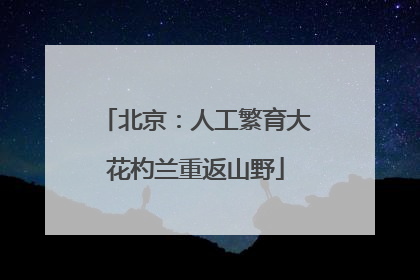 北京：人工繁育大花杓兰重返山野