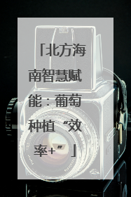 北方海南智慧赋能：葡萄种植“效率+”