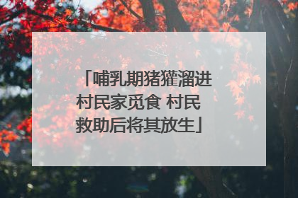哺乳期猪獾溜进村民家觅食 村民救助后将其放生