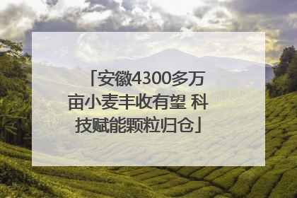 安徽4300多万亩小麦丰收有望 科技赋能颗粒归仓