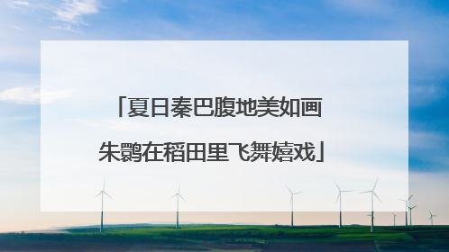 夏日秦巴腹地美如画 朱鹮在稻田里飞舞嬉戏