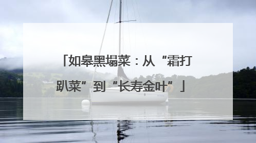 如皋黑塌菜：从“霜打趴菜”到“长寿金叶”
