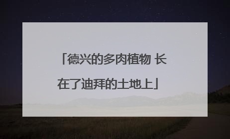 德兴的多肉植物 长在了迪拜的土地上