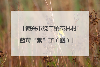 德兴市绕二镇花林村蓝莓“紫”了（图）