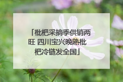 枇杷采摘季供销两旺 四川宝兴晚熟枇杷冷链发全国