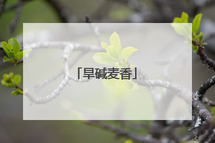 旱碱麦香