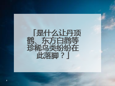 是什么让丹顶鹤、东方白鹳等珍稀鸟类纷纷在此落脚？