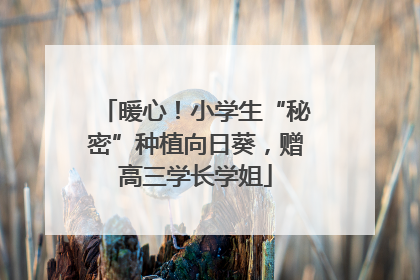 暖心！小学生“秘密”种植向日葵，赠高三学长学姐