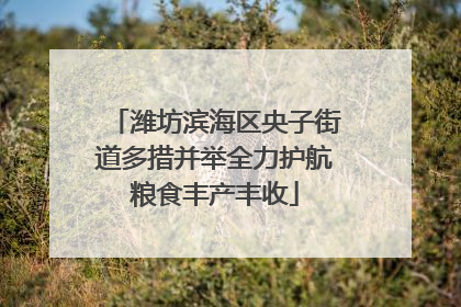 潍坊滨海区央子街道多措并举全力护航粮食丰产丰收