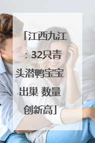 江西九江：32只青头潜鸭宝宝出巢 数量创新高