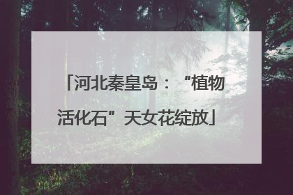 河北秦皇岛：“植物活化石”天女花绽放