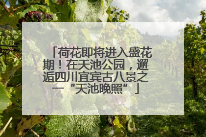 荷花即将进入盛花期！在天池公园，邂逅四川宜宾古八景之一“天池晚照”