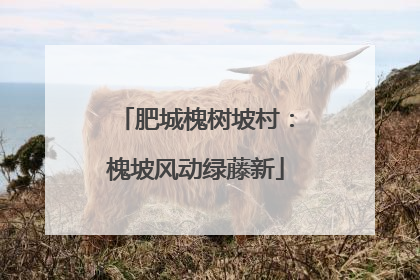肥城槐树坡村：槐坡风动绿藤新