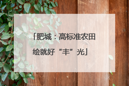 肥城：高标准农田绘就好“丰”光