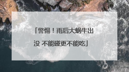 警惕！雨后大蜗牛出没 不能碰更不能吃