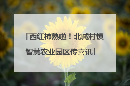 西红柿熟啦！北臧村镇智慧农业园区传喜讯