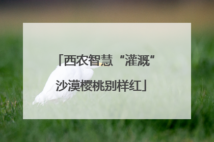 西农智慧“灌溉” 沙漠樱桃别样红