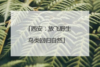 西安：放飞野生鸟类回归自然