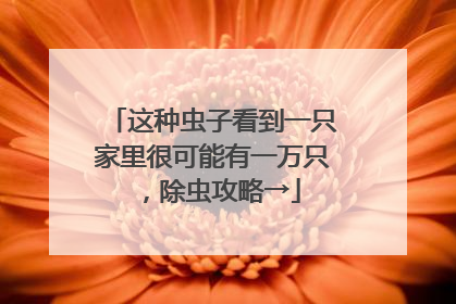 这种虫子看到一只家里很可能有一万只，除虫攻略→