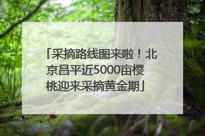 采摘路线图来啦！北京昌平近5000亩樱桃迎来采摘黄金期