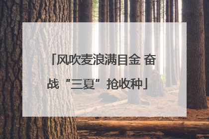 风吹麦浪满目金 奋战“三夏”抢收种